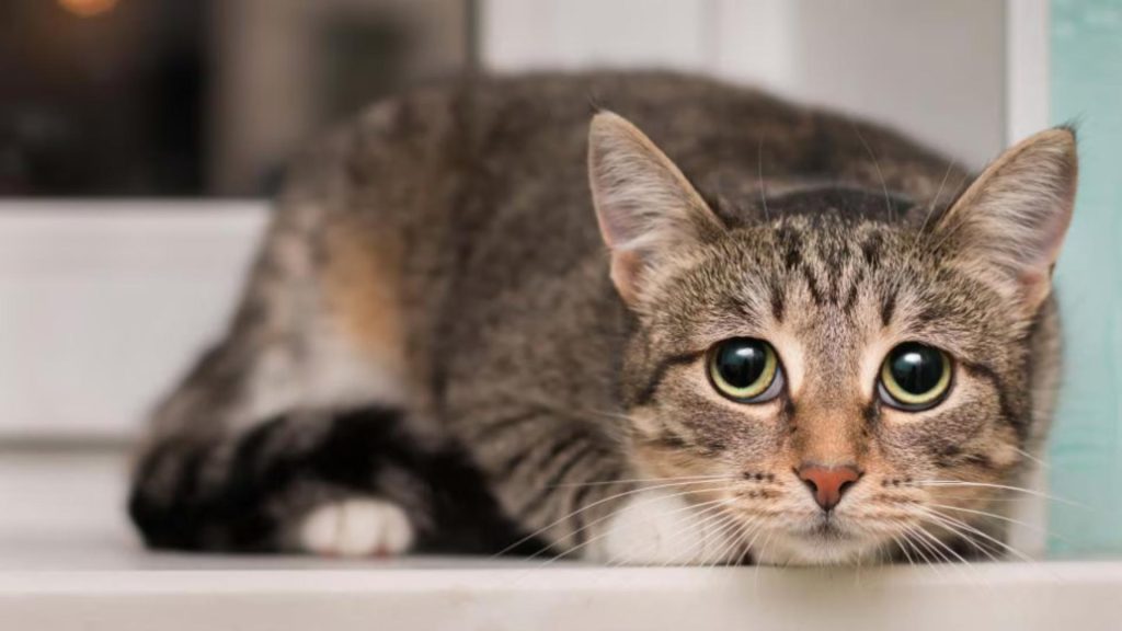 Cabinetele veterinare asaltate de animale stresate din cauza petardelor