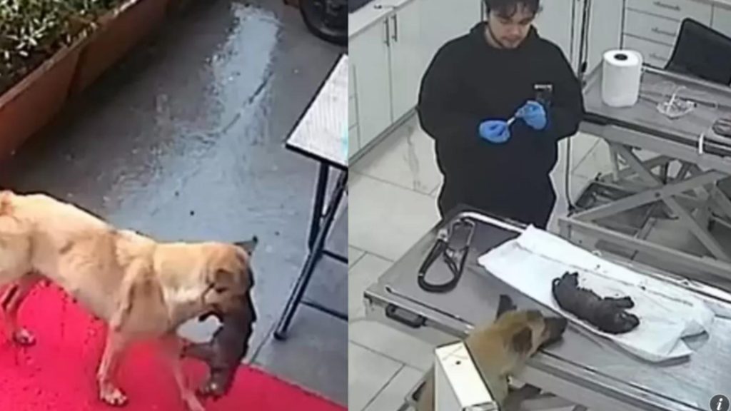 Catelusa eroina care si a dus puiul la veterinar