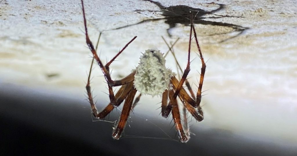 O ciuperca noua transforma paianjeni in zombi cu comportament schimbat