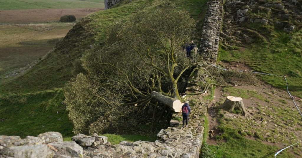 Barbatii care au taiat copacul lui Robin Hood au fost judecati