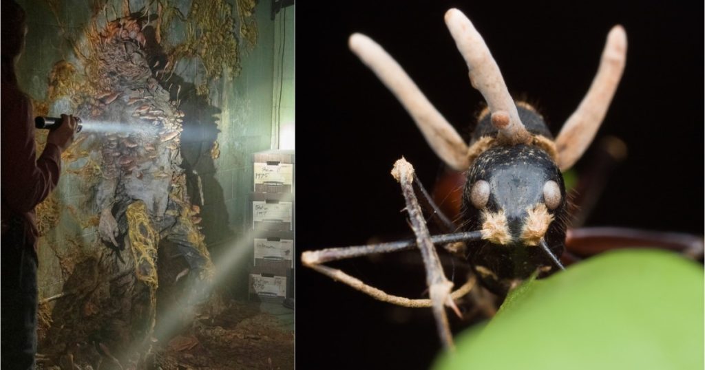 Ce este ciuperca zombi si riscul unei pandemii