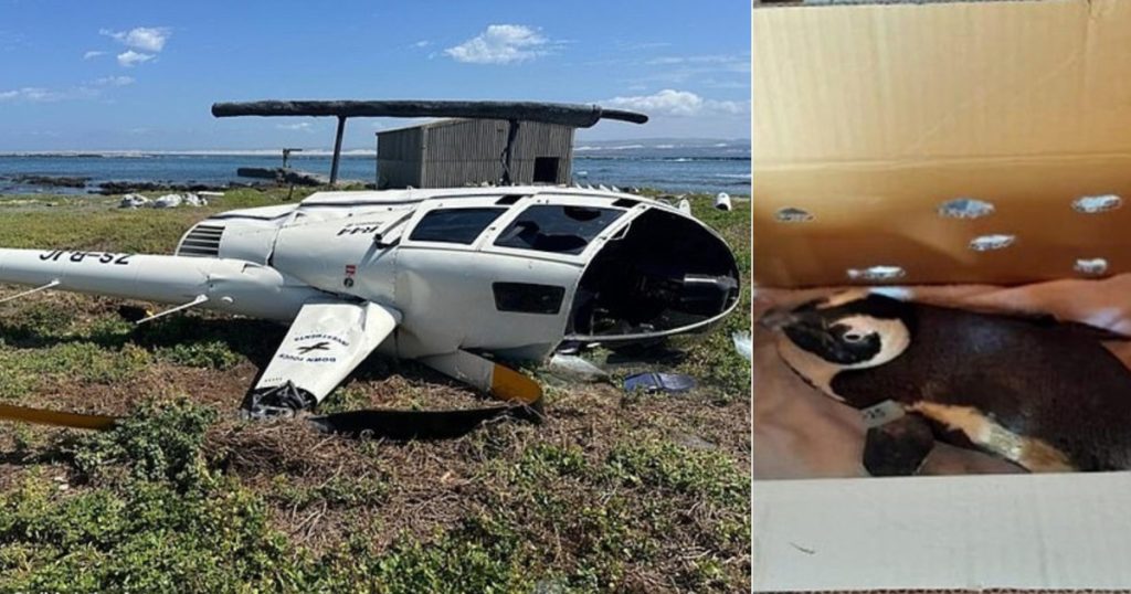 Cum a dus un pinguin la prabusirea unui elicopter