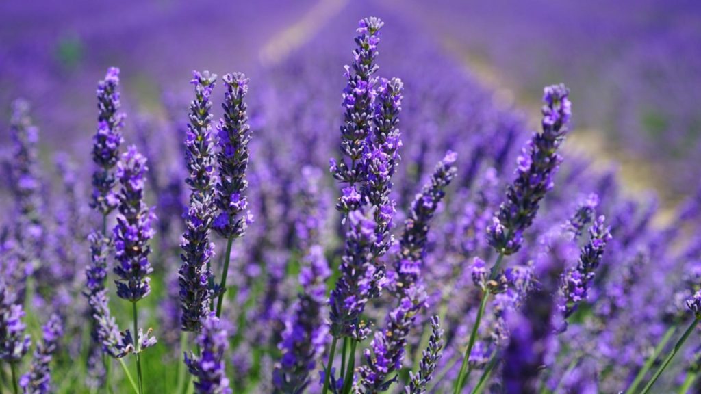 Cum sa cresti lavanda frumos secretul gradinarilor