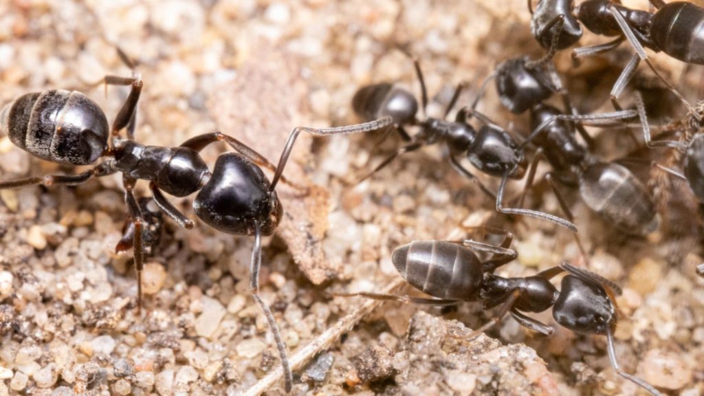 O furnica agresiva invadeaza Europa afectand orase din Germania