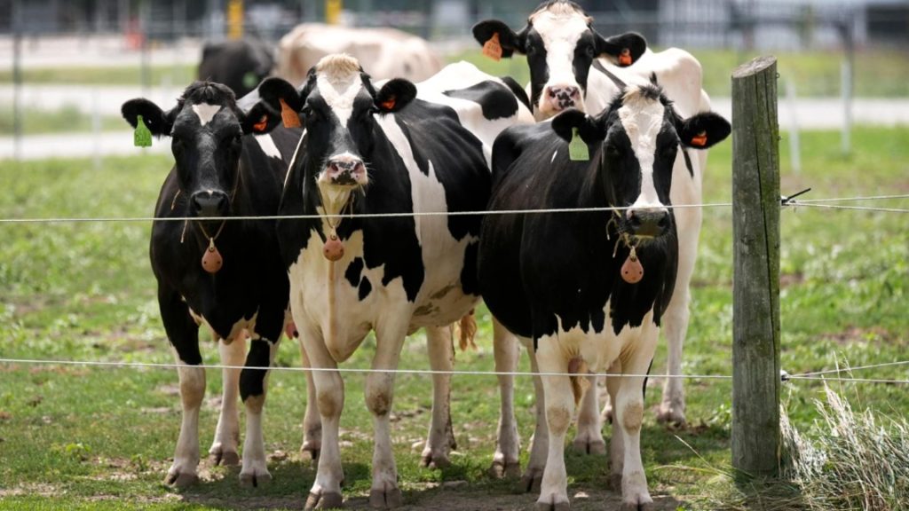 Romania activeaza urgente in zootehnie posibil virus artificial