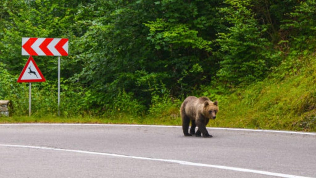 Un urs a aparut in Prahova Populatia avertizata prin RO ALERT