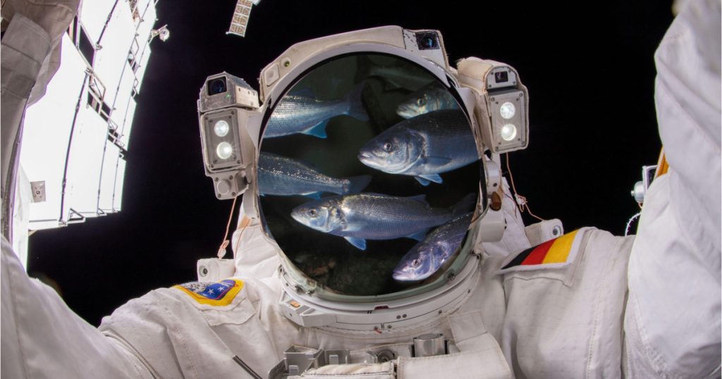 Bibani si creveti in spatiu Cresterea pestilor pe Luna si Marte