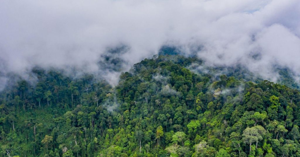 Distrugerea padurilor tropicale a atins un nivel record