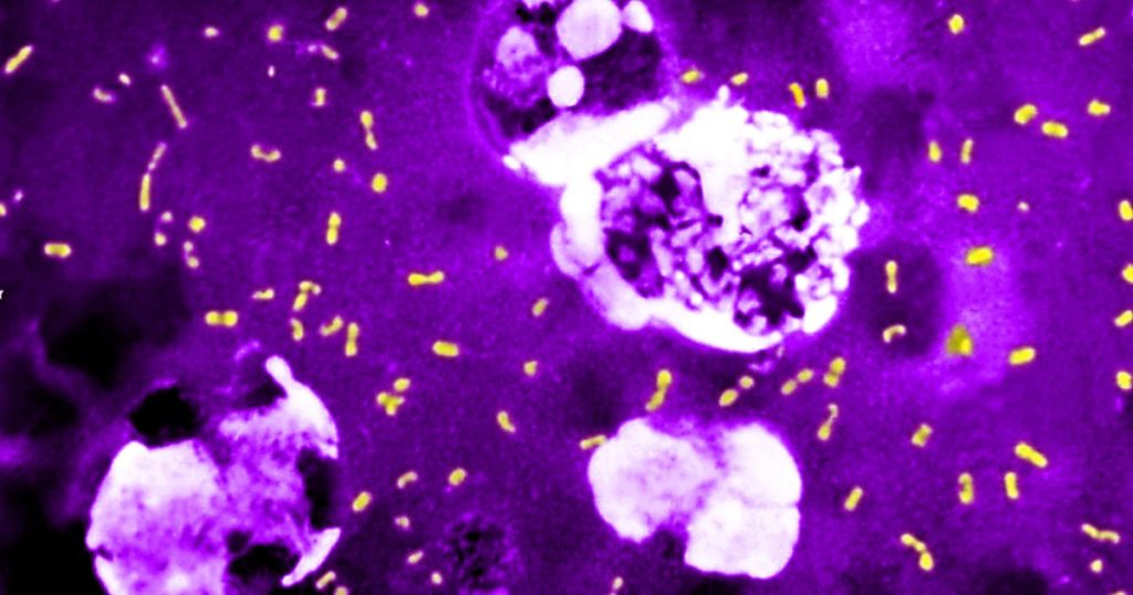 Evolutia celei mai letale bacterii din istorie