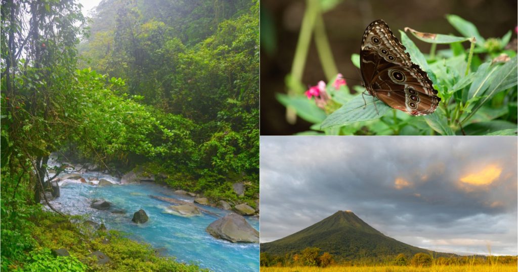 Jumatate din arborele vietii a disparut De ce se golesc rezervatiile naturale de insecte