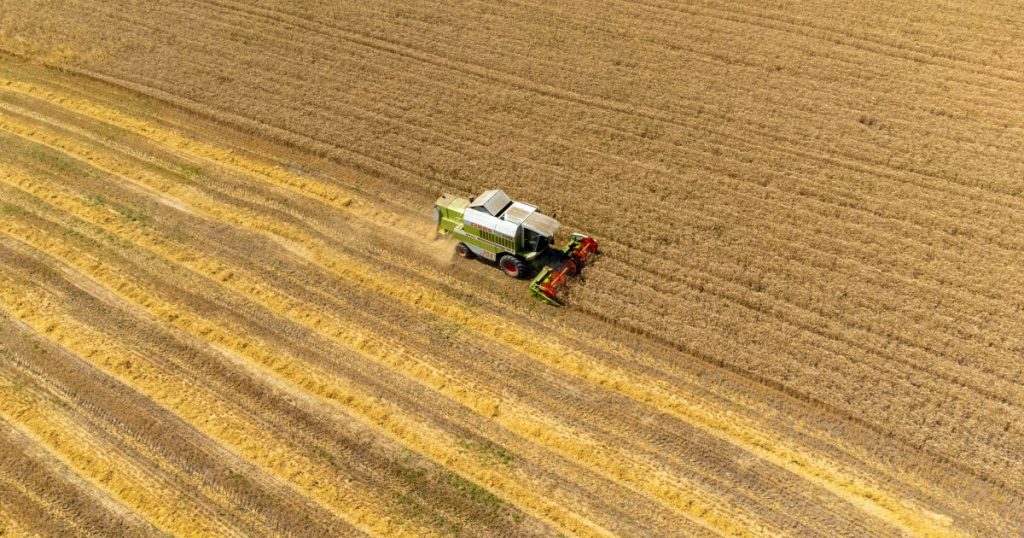 Preturile mondiale la alimente au scazut datorita ieftinirii cerealelor