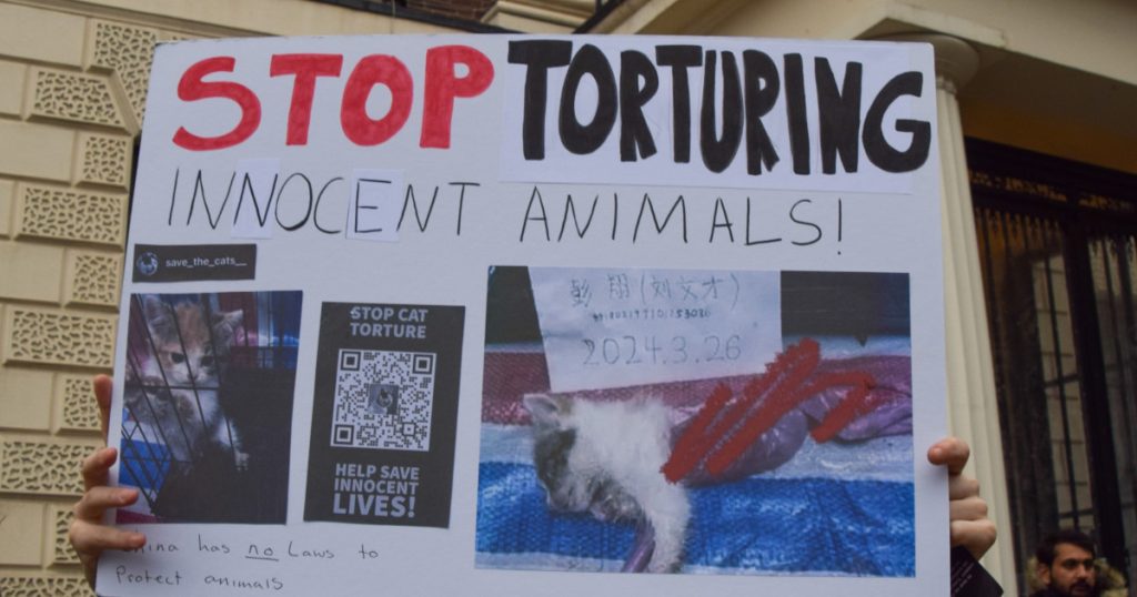 subcultura bolnava a tortionarilor de pisici razboiul secret dintre iubitorii de feline si zoosadisti