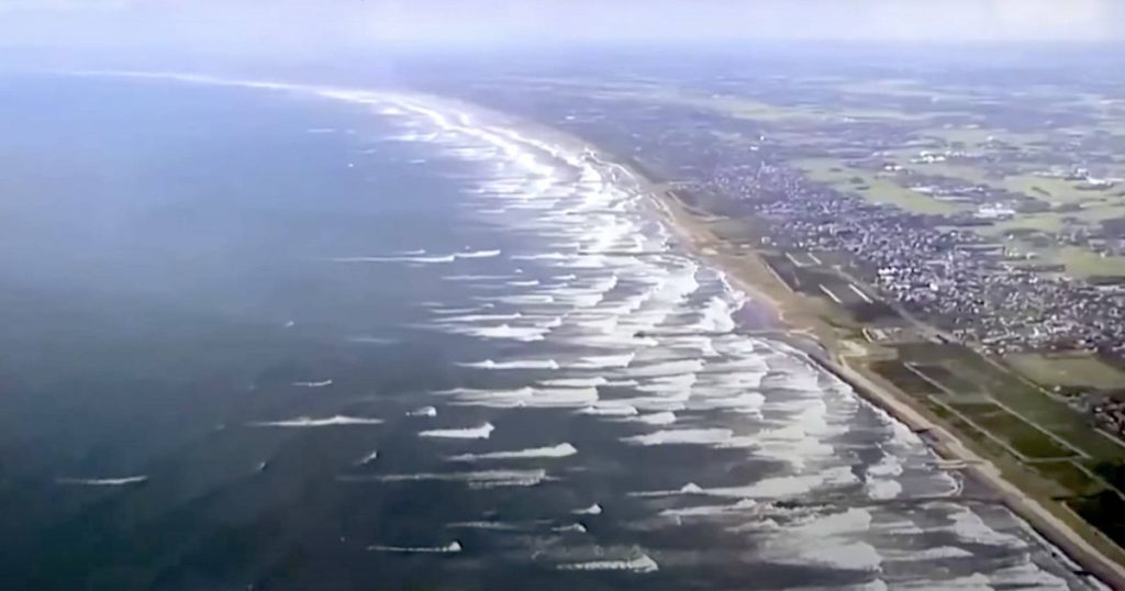 Balene esuante pe tarmul din Tateyama dupa tsunami