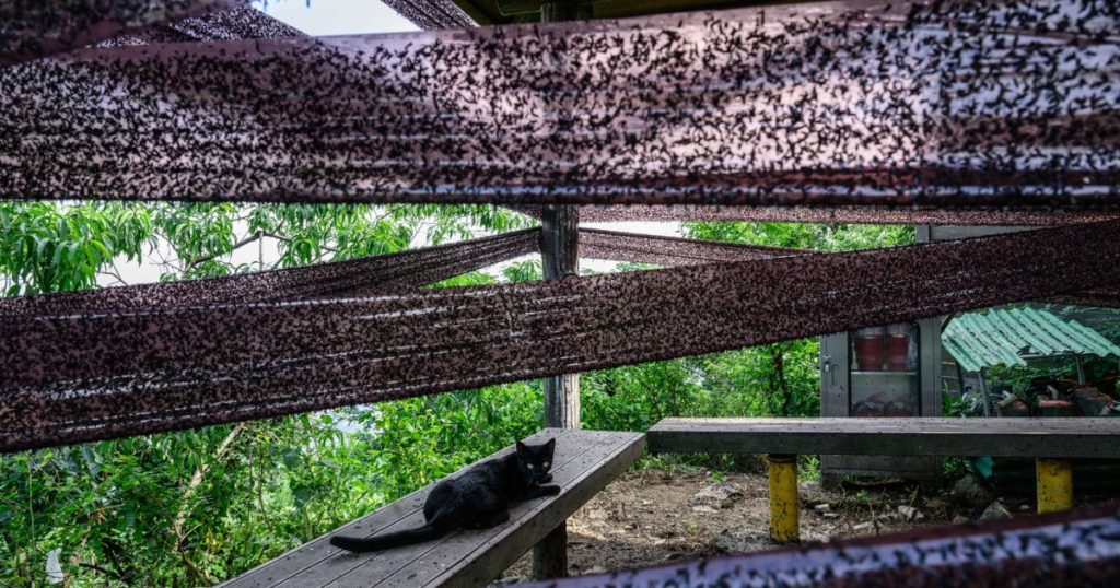 Coreea de Sud invadata de lovebugs insectele terorizeaza turistii