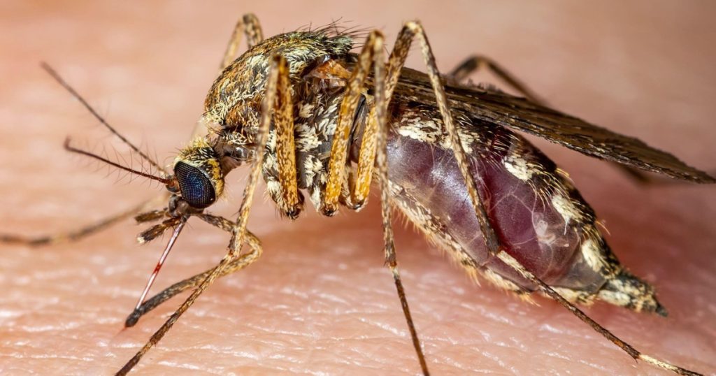 Italia 12 morti din cauza virusului West Nile