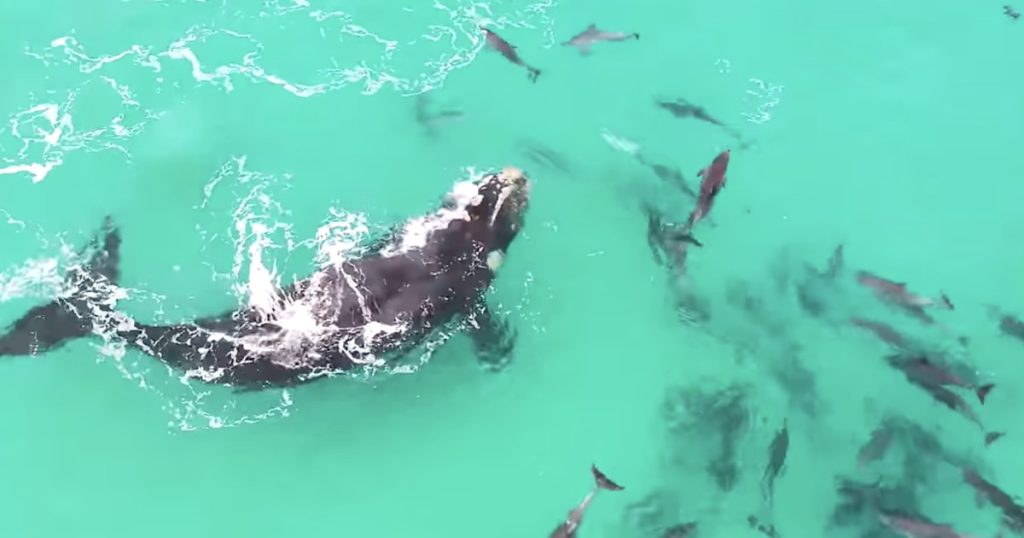 O prietenie subacvatica intre balene si delfini